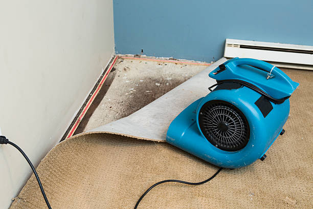Best Professional water damage repair  in Cedar Glen West, NJ